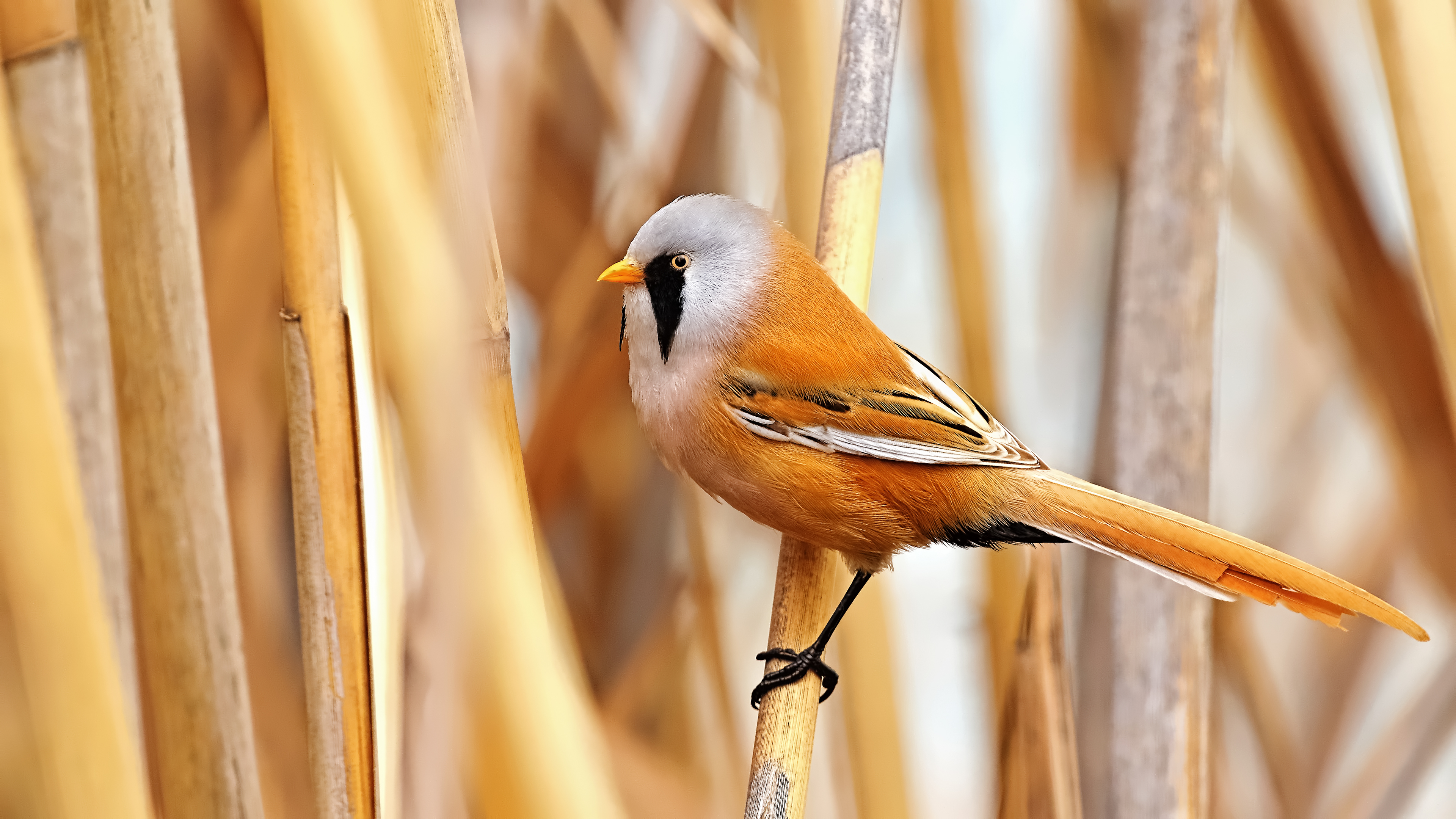 Bearded Reedling
